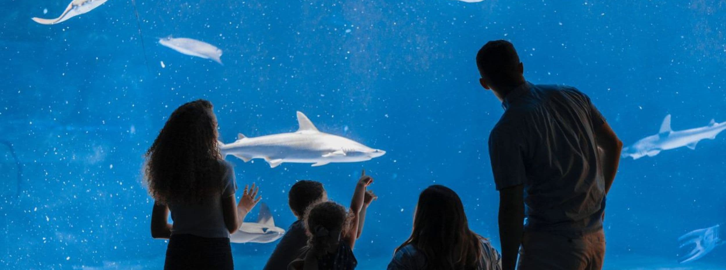 The Ultimate Ripley’s Vacation in Myrtle Beach