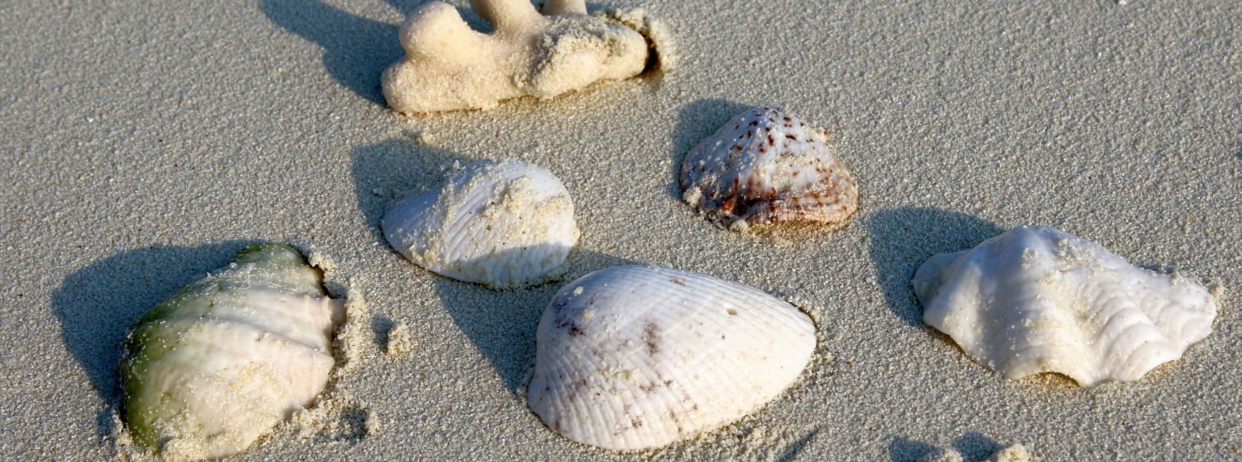 Shelling in Myrtle Beach &amp; North Myrtle Beach