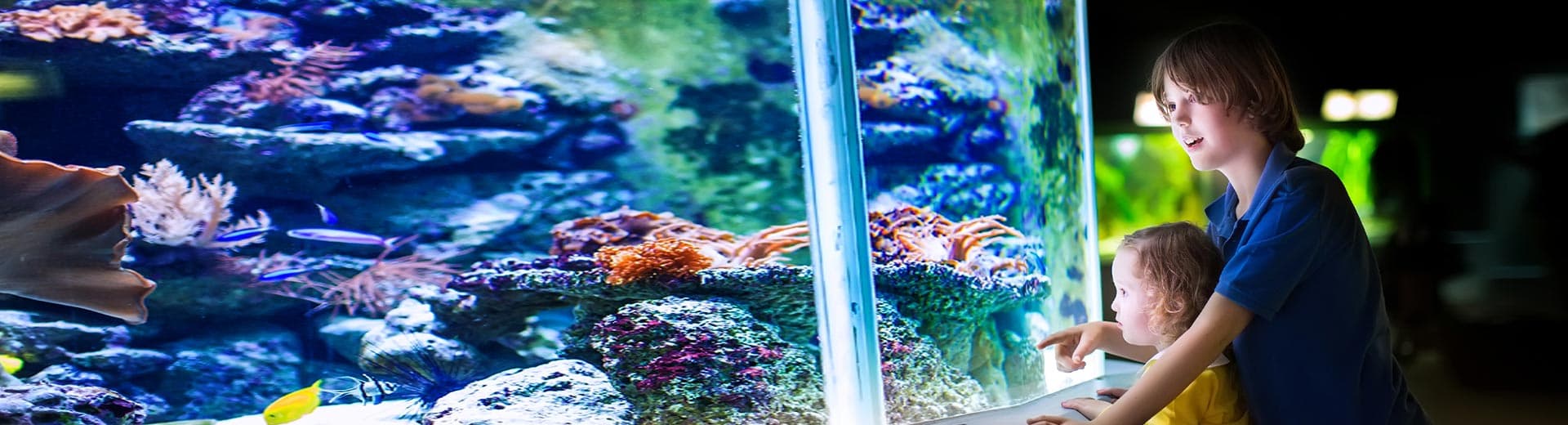 Experience the Magic of Ripley&#8217;s Aquarium Myrtle Beach